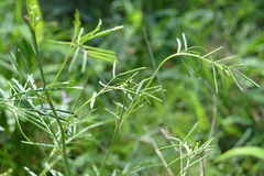 Indigofera filipes