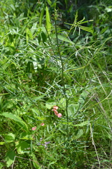 Indigofera filipes