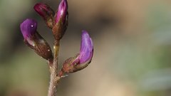Astragalus insularis harwoodii