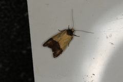 Heteroteucha dichroella