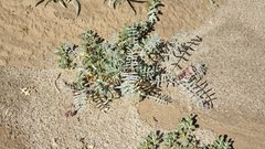 Astragalus insularis harwoodii