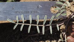 Astragalus insularis harwoodii