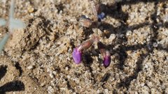 Astragalus insularis harwoodii