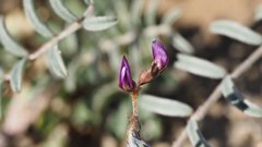 Astragalus insularis harwoodii