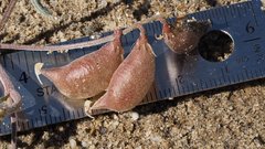 Astragalus insularis harwoodii