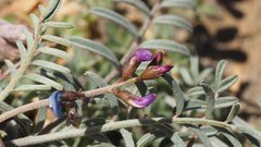 Astragalus insularis harwoodii