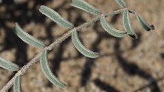 Astragalus insularis harwoodii