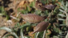 Astragalus insularis harwoodii