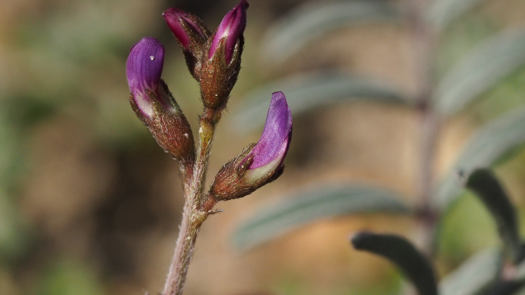 Astragalus insularis var. harwoodii