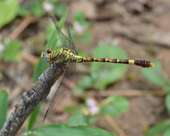 Paragomphus elpidius