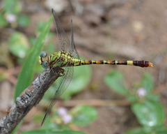 Paragomphus elpidius