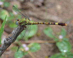Paragomphus elpidius