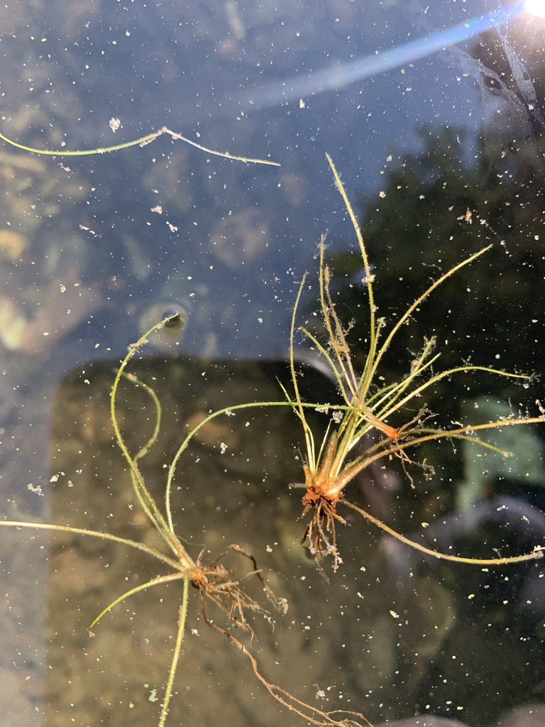 vascular plants from Farm Pond, Sherborn, MA, US on July 23, 2023 at 03