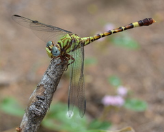 Paragomphus elpidius