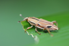 Sphenocorynes kosempoensis