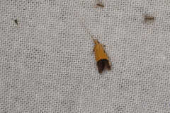 Crocanthes micradelpha