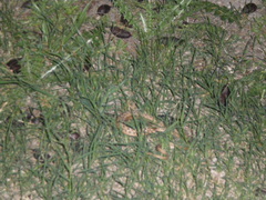 Dryophylax hypoconia