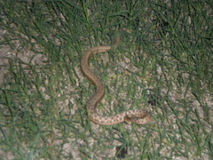 Dryophylax hypoconia