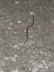 Dryophylax hypoconia
