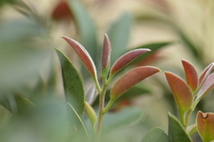 Diospyros sandwicensis