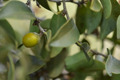 Diospyros sandwicensis