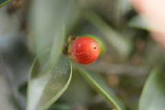 Diospyros sandwicensis