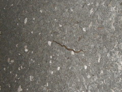 Dryophylax hypoconia