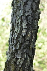 Diospyros sandwicensis
