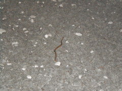 Dryophylax hypoconia