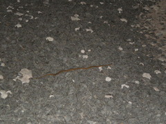 Dryophylax hypoconia