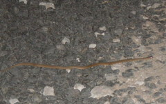 Dryophylax hypoconia
