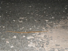 Dryophylax hypoconia