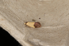 Eupselia satrapella