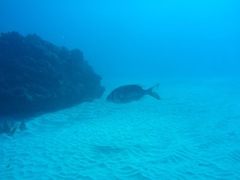 Gymnocranius superciliosus