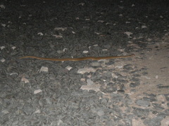 Dryophylax hypoconia