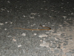 Dryophylax hypoconia