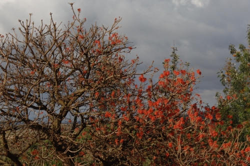 Redhot Poker Tree
