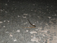 Dryophylax hypoconia