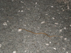 Dryophylax hypoconia