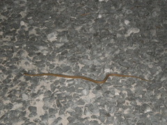 Dryophylax hypoconia
