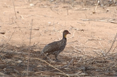 Pternistis leucoscepus