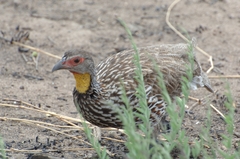 Pternistis leucoscepus