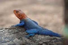 Agama dodomae