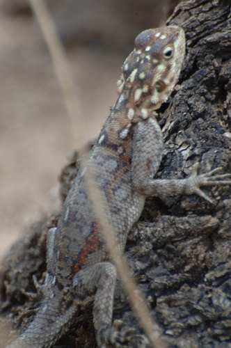 Kenyan Rock Agama
