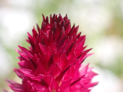 Image of Gymnadenia bicolor by (c) Elias, some rights reserved (CC BY)