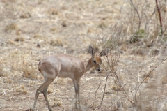 Raphicerus campestris neumanni