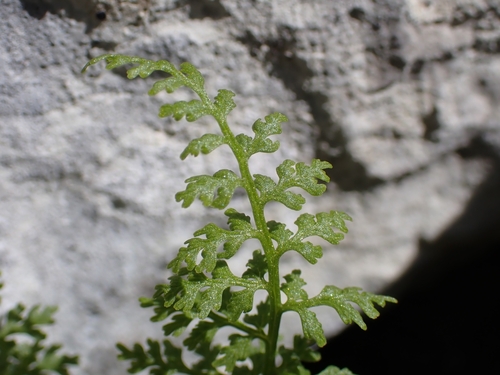 Cystopteris alpina (Cystopteris alpina)