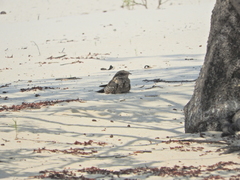 Chordeiles rupestris