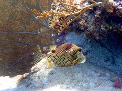 Lactophrys bicaudalis