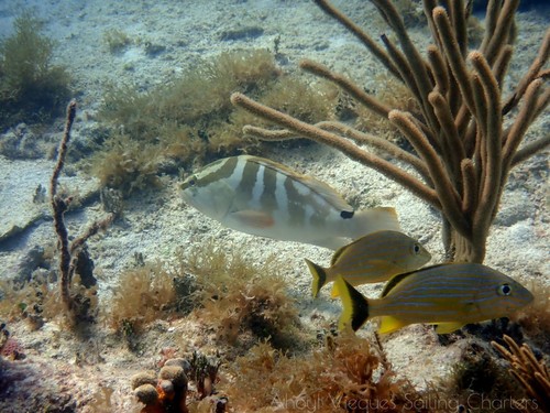 Nassau grouper